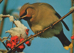 UCCELLO Animale Vintage Cartolina CPSM #PBR720.IT - Pájaros