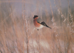 UCCELLO Animale Vintage Cartolina CPSM #PBR527.IT - Oiseaux