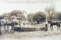 CPA Algérie Guelma Carrefour Animée Chameau Cheval - Guelma