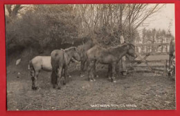 DEVON  DARTMOOR PONIES    CHAPMAN  RP - Pferde