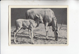 Mit Trumpf Durch Alle Welt Tier Mutter Und Kind  Elen - Antilope Mit Kalb    B Serie 15 #2 Von 1933 - Autres Marques