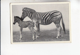 Mit Trumpf Durch Alle Welt Tier Mutter Und Kind Zebra Mit Fohlen    B Serie 15 #3 Von 1933 - Other Brands