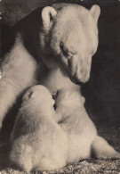 Zürich - Zoo Garten , Eisbar , Polar Bear 1948 - Zürich