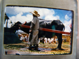 RARE - PHOTO - DIAPOSITIVE - SCENE ANIMEE (Années 50) : GUAM Île Américaine Dans Le Pacifique - Base Aérienne Et Navale - Diapositives (slides)