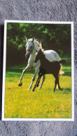 CPM CHEVAL CHEVAUX LIPICA SLOVENIE FOTO JOCO ZNIDARSIC JUMENT POULAIN PRE FLEURI - Paarden