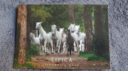 CPM CHEVAL CHEVAUX LIPICA SLOVENIE FOTO DRINKA MLADENOVIC SIDARTA TROUPEAU - Chevaux