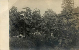 PHOTO D'UN JEUNE HOMME DANS LES PLANTES TRÈS GRANDE - - Mannen