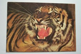 PARIS   Parc Zoologique   - TIGRE  ( Asie )  - ( Pas De Reflet Sur L'original ) - Tigers