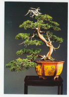 Postal Stationery China 2006 Bonsai Tree - Bomen