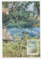Maximum Card China 1996 Cycas Multipinnata - Cycad - Trees