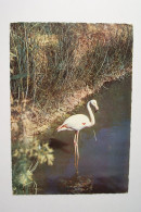 FLAMANT ROSE   - LA CAMARGUE  - ( Pas De Reflet Sur L'original ) - Pájaros