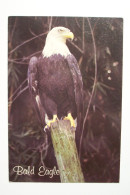 BALD  EAGLE  AMERICAN - ( Pas De Reflet Sur L'original ) - Oiseaux