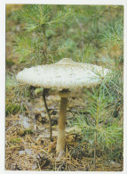 Postal Stationery Belarus 1999 Mushroom - Funghi