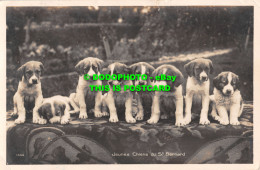 R479134 Jeunes Chiens Du St. Bernard. Perrochet Matile. 1928 - Wereld