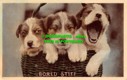 R479137 Bored Stiff. Postcard - Wereld