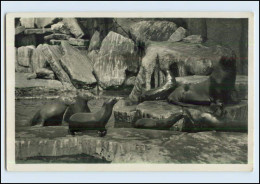 W7L16/ Hamburg Stellingen Hagenbeck Zoo Foto AK Walrosse Seelöwen Ca.1930 - Stellingen