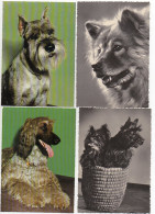 P3N68/ 4 X Schöne AK Hunde Ca.1965 - Chiens