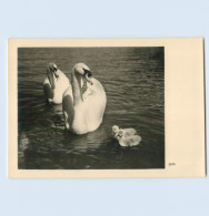 Y711/  Schwäne Schwan Foto AK Fotokunst Groh, München  Ca.1935 - Cani