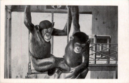 Affen - Gruss Aus Dem Aeros Zoo - Jacky Und Rita - Apen