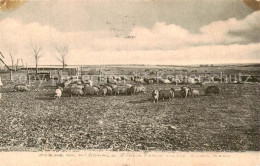 73831580 Cuba_Kansas_USA Scene On Mc Donald Stock Farm  - Autres & Non Classés