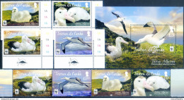 Fauna. Albatros 2013. - Tristan Da Cunha
