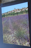 Chamo De Lavande En Provence - Editions D'art Yvon - Provence-Alpes-Côte D'Azur
