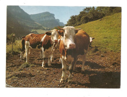 Animaux & Faune > CPM Vaches Dans Le Vercors - Koeien