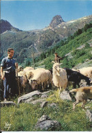 Agriculture > Elevage La Halte Du Troupeau Animaux Des Pyrénées - Elevage