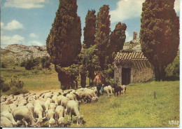 Agriculture > Elevage Le Berger Et Son Troupeau Charme De La Provence - Breeding