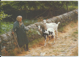 La Mamie Et Ses Chevres  Il Etait Une Fois Le Bonheur Simple - Elevage