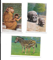 BV11 - CARTES CIGARETTES JOSETTI - ZEBRE - HIPPOPOTAME - SINGE - Andere Merken