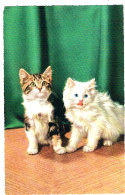 2 Chats  - Cats - Katzen- Kleine Poesjes - Chats
