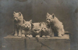 5 Chats -  Cats  -katzen -witte Poesjes Op Tafel - Chats