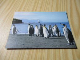 Ile De La Possession Crozet (Terres Australes Antarctiques Françaises).Manchots Royaux. - TAAF : Territorios Australes Franceses