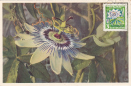 Carte Maximum Uruguay Fleur Flower 1954 Passiflore - Uruguay