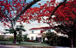 73130549 Florida_Keys Royal Poinciana - Other & Unclassified