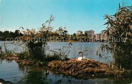 73130525 Vancouver British Columbia Schwanennest Lost Lagoon Vancouver British - Non Classés