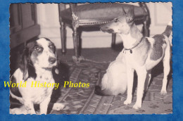 Photo Ancienne Snapshot - Beau Portrait De Chien à La Maison - Race à Identifier - Tapis Chaise Dog Hund - Personnes Anonymes