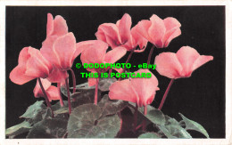 R481159 Cyclamen. Mack. London. N. W. 3. F8. Flowers - Altri & Non Classificati