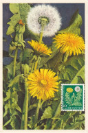 Carte Maximum Suisse Helvetia 1960 Pro Juventute Fleur Flower - Maximum Cards