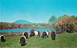 73126636 Rockport_Maine Belted Galloways - Andere & Zonder Classificatie