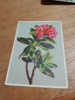 559 //   RHODODENDRON - Flowers