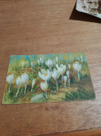 559 //   FLEURS / CROCUS ALBIFLORUS - Bloemen