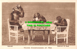 R483399 Young Chimpanzees At Tea. Zoological Society Of London. F. W. Bond - Altri & Non Classificati