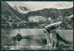 Aosta Gran San Bernardo Lago Ospizio Cani PIEGA Foto FG Cartolina KB1500 - Aosta