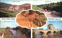 72465900 Wye Tintern Abbey The Biblins Symonds Yat Monmouth Bambi  - Other & Unclassified