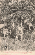 NOUVELLE CALEDONIE - Un Cyca Géant - Son Amande Râpée Et Lavée à Plusieurs Eaux Pour Des Gâteau - Carte Postale Ancienne - Nouvelle Calédonie