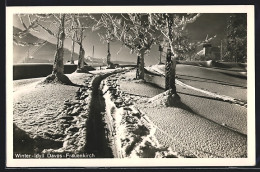AK Davos-Frauenkirch, Winter-Idyll Zwischen Schneebedeckten Bäumen  - Davos