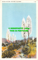 R484639 Yuccas In Bloom. Southern California. T 113. Tichnor Art Company. L. A - World