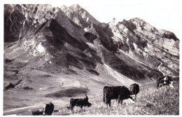 74 - Haute Savoie - Col Des ARAVIS ( La Clusaz ) Paturages Et L'Etale - La Clusaz